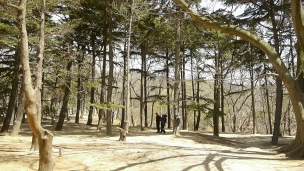 Chine-Avril 22,2017 : Exercice en forêt de pins. Tronc épais. Loisirs, oriental, sport, personnes . — Video