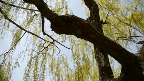 Dichte Weiden am funkelnden See, blauer Himmel Hintergrund. — Stockvideo