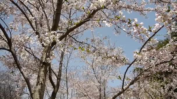 Belas flores de cerejeira tremem no vento. — Vídeo de Stock