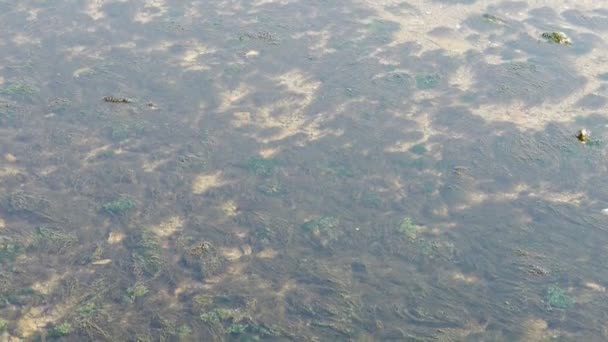 Claro & transparente Repulse Bay ondulación, Algas marinas, algas, lago espumoso, grava . — Vídeo de stock