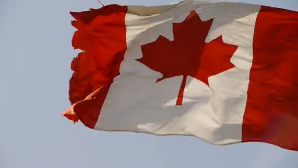 Vlag van Canada is wapperen in de wind. — Stockvideo