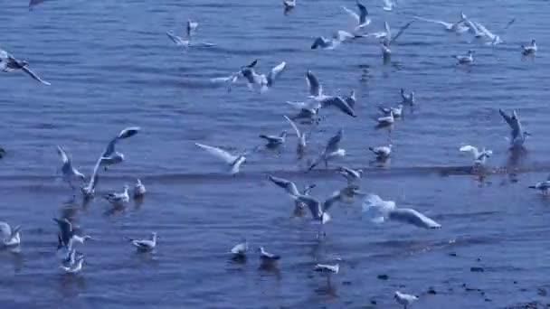 Nombreux mouettes volant en mer, plage . — Video