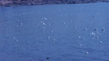 Denizde, uçan birçok martı resif.