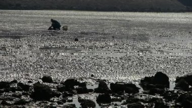 Bir kazmak plajda, ebb balıkçılar deniz tarağı.