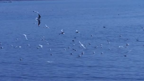 Many seagull flying in sea. — Stock Video