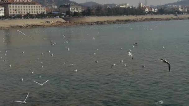 Muchas gaviotas volando en el mar, arrecife, presas junto al mar de la ciudad de QingDao . — Vídeo de stock