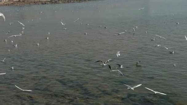 Gaviota volando en el mar . — Vídeo de stock