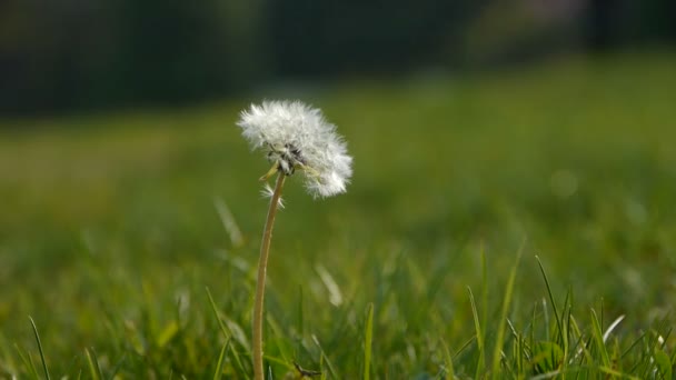 Beau pissenlit avec herbe . — Video