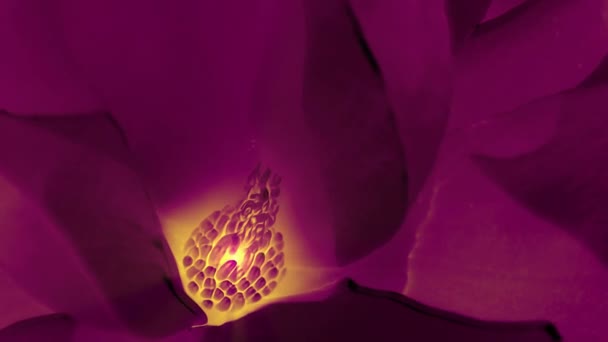 Beautiful magnolia bloom Kaleidoscope. — Stock Video