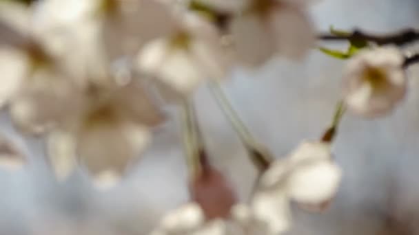 Hermosas flores de cerezo tiemblan en el viento. — Vídeos de Stock