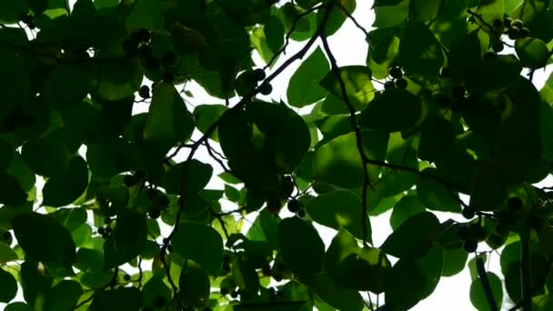 高密度の枝は空を覆い、葉を通して日光. — ストック動画