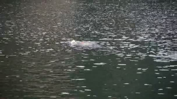 China-Aug 12, 2017:people en hond zwemmen in water van lake. — Stockvideo