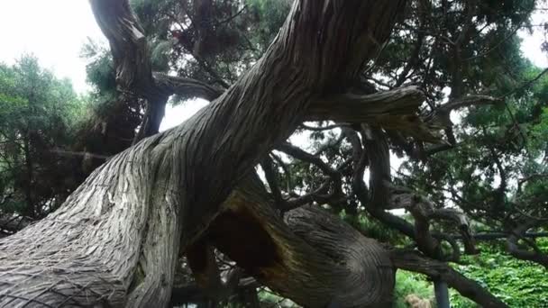 Stout grov cypress trädstammar, BRIS blåser lämnar. — Stockvideo