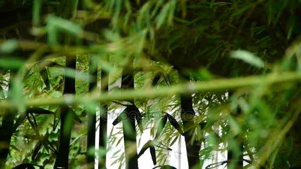 Bambu, sakin atmosfer siluet sallayarak Rüzgar. — Stok video