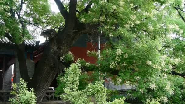 Kínai ősi épületben & buja régi zöld fák, a szél fúj levelek. — Stock videók