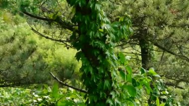 çam ağaçları ve üzüm, Rüzgar, Dense çalıların ağaç, Hillside otlar ve çim salıncak.