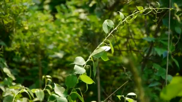 Struiken in de wind, dichte schommelboom, onkruid op de helling & gras. — Stockvideo