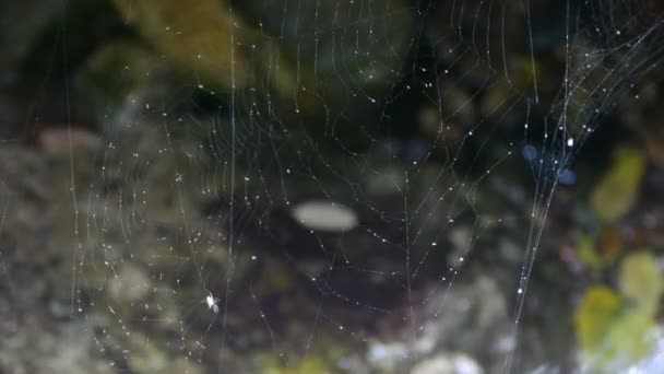 Spider web cobwebs beside streams water. — Stock Video