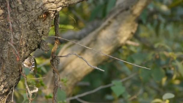 Vlinder aanzetten tot vleugels op een boomstronk in het bos. — Stockvideo