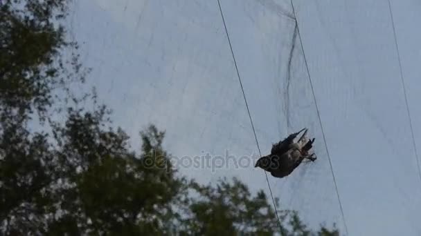 Bird trapped in net, struggling to die in blue sky like fail loser.Shaking leave — стоковое видео