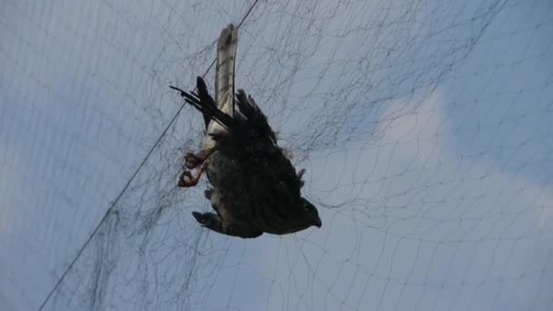 Pássaro preso na rede, lutando para morrer no céu azul como falha perdedor.destruição o — Vídeo de Stock