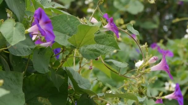 Gloria del mattino in lussureggianti foglie selvatiche. terreni agricoli a rurale . — Video Stock