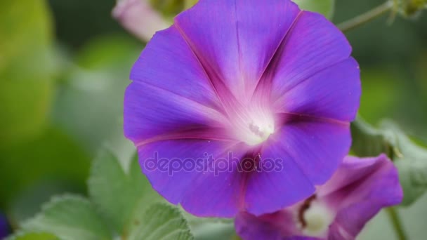 Morning glory in lush wild leaves.agriculture farmland at rural. — Stock Video