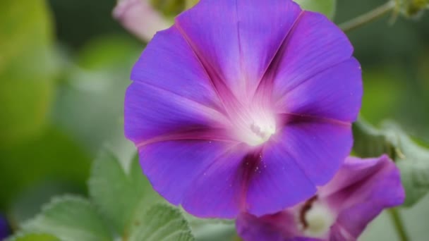 Morning glory in lush wild leaves.agriculture farmland at rural. — Stock Video