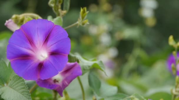 Morning glory in weelderige wilde leaves.agriculture landbouwgrond op platteland. — Stockvideo