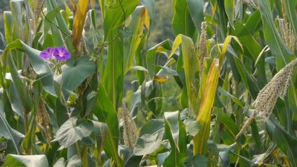 Bujne liście kukurydzy na użytkach rolnych na obszarach wiejskich. — Wideo stockowe