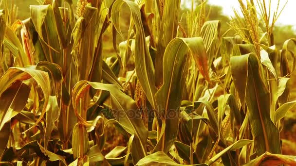 Bujné kukuřičné listy v zemědělské půdě ve venkovských oblastech. — Stock video