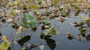 Büyük lotus sonbahar yaprak havuzda Pekin.
