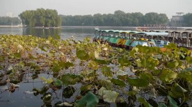 Büyük lotus yaprak havuzu pier sonbahar beijing.many oyuncak tekne.