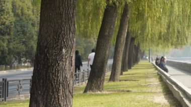 Çin-Ekim 12, Pekin yasak şehir üzerinde güvenerek 2016:Many willow greenway ve ağaç gövdeleri.