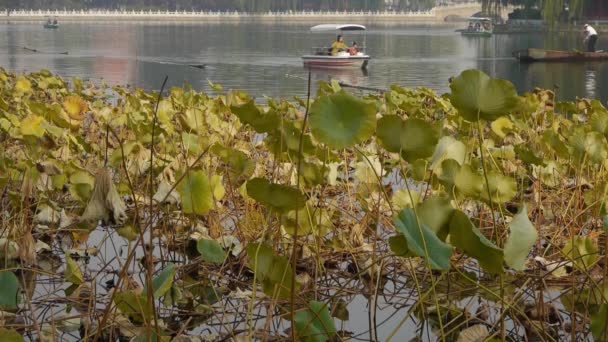 Pescar pe barcă, piscină vastă cu frunze de lotus în toamna beijing & balustrade de pod lac — Videoclip de stoc