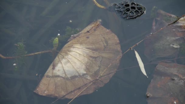 Μαραμένο φύλλο lotus στο νερό, πισίνα lotus φύλλα το φθινόπωρο Πεκίνο. — Αρχείο Βίντεο