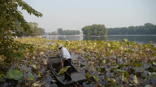 China-Oct 12,2016:Vast lotus pool,Fisherman on wooden boat clean lake in beijing. — Stock Video