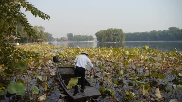 Chiny-paź 12, 2016: lotus ogromnej puli, rybaka na drewnianej łodzi czyste jezioro w Pekinie. — Wideo stockowe