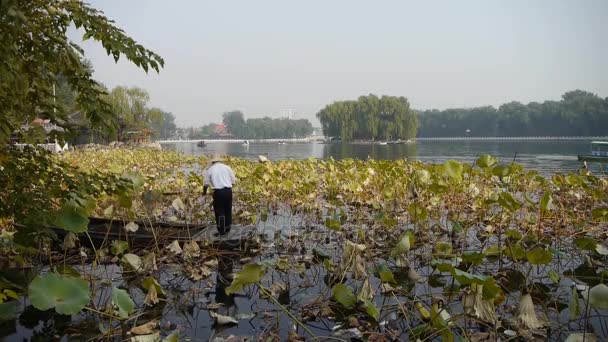 Κίνα-Oct 12, 2016: συντριπτική lotus λίμνη πισίνα, ψαράς στο ξύλινο σκάφος στο Πεκίνο. — Αρχείο Βίντεο