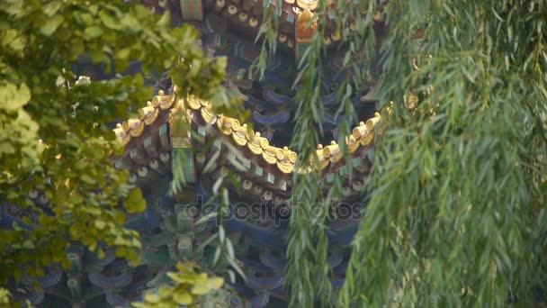 Dach pałacu Zakazane Miasto. Korona drzewa ginkgo & wierzby. Starożytne miasto Wielkiej — Wideo stockowe