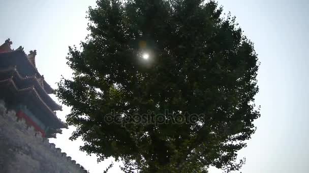 Stout rough ginkgo tree trunks & Chinese ancient building,Roof of Forbidden Cit — Stock Video