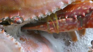 Köpük pot kaynar Steamed lezzetli Yengeç yemek.