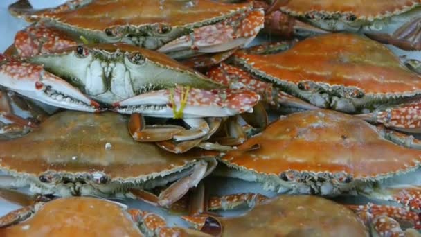 Delicious crab within dial plate.fisheries ice frozen. — Stock Video