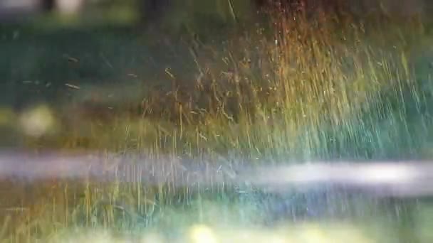 Gräs vatten spray i skogen, solsken regnbåge på gräsmattan bakgrund, droppar backgroun — Stockvideo