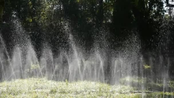 Herbe pulvérisation d'eau dans la forêt de troncs, soleil sur fond de pelouse. — Video