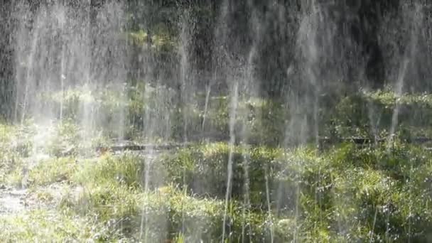 Aerosol de agua de hierba en bosque de troncos, sol sobre fondo de césped. — Vídeos de Stock