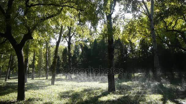 Herbe pulvérisation d'eau dans la forêt de troncs, soleil sur fond de pelouse. — Video