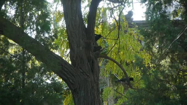 Vogel im Wald Baumstamm. — Stockvideo