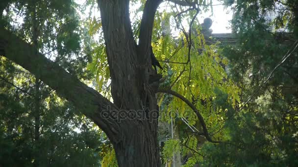 Oiseau dans les bois tronc d'arbre . — Video