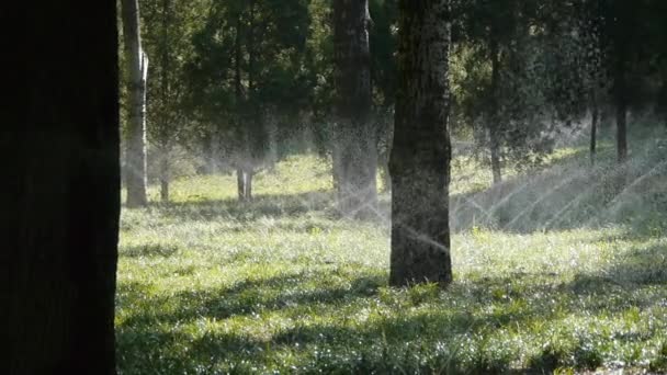 Spray de água de grama na floresta madeiras tronco, luz do sol no fundo do gramado fundo. — Vídeo de Stock